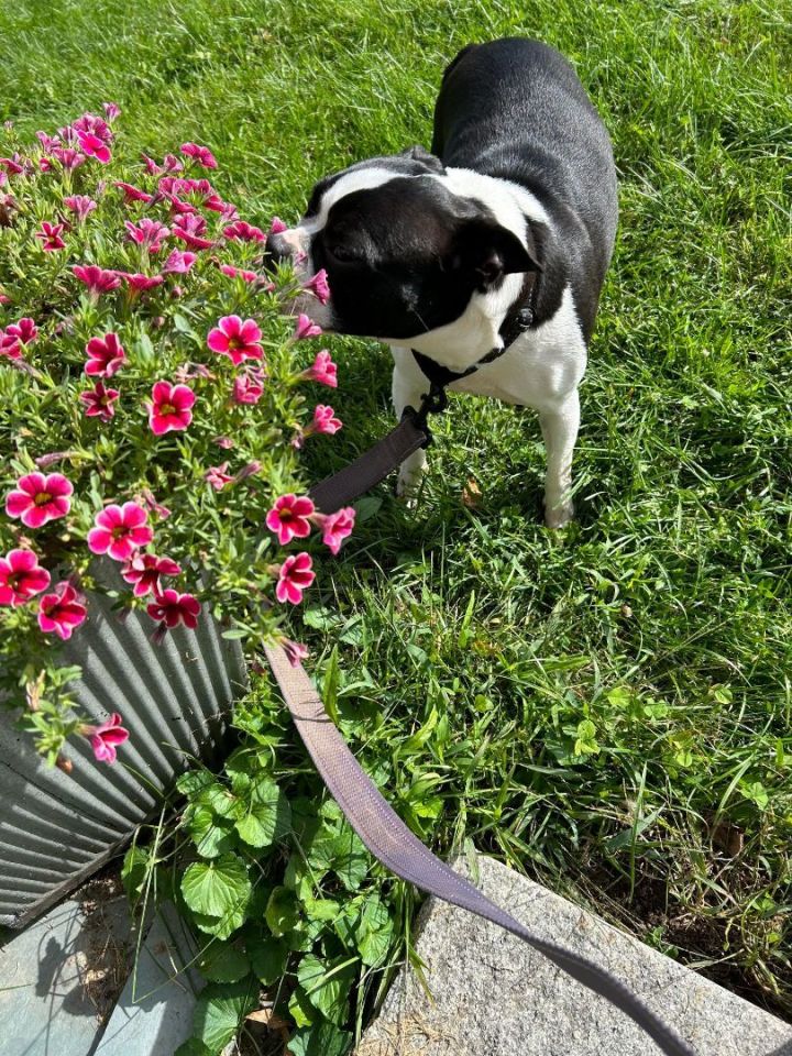 Dog for adoption - Stella, a Boston Terrier in Brunswick, ME