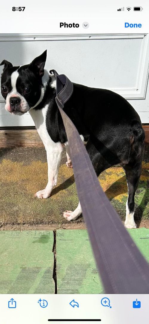 Dog for adoption - Stella, a Boston Terrier in Brunswick, ME