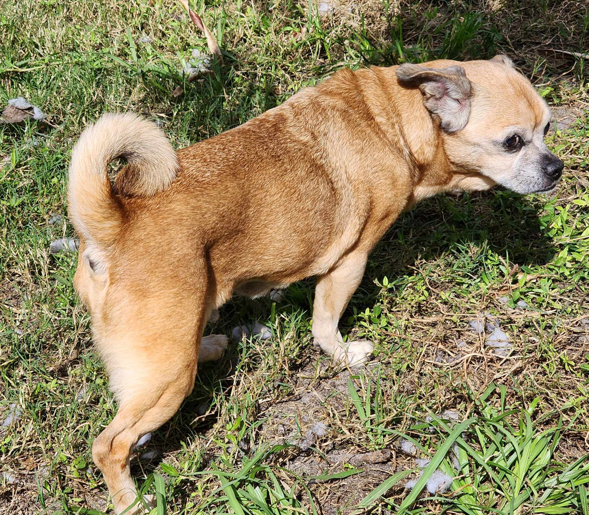 Mr. Peabody, an adoptable Puggle in Cape Coral, FL, 33914 | Photo Image 2