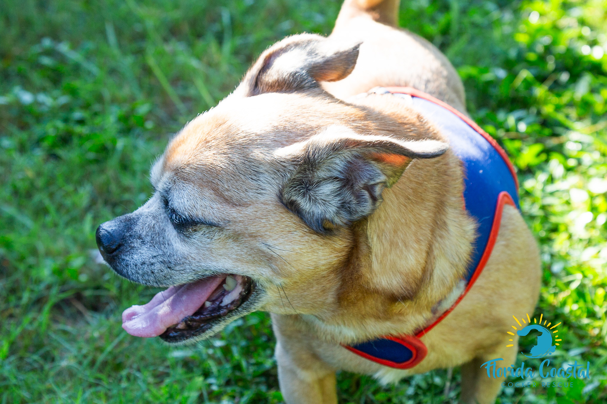 Mr. Peabody, an adoptable Puggle in Cape Coral, FL, 33914 | Photo Image 3