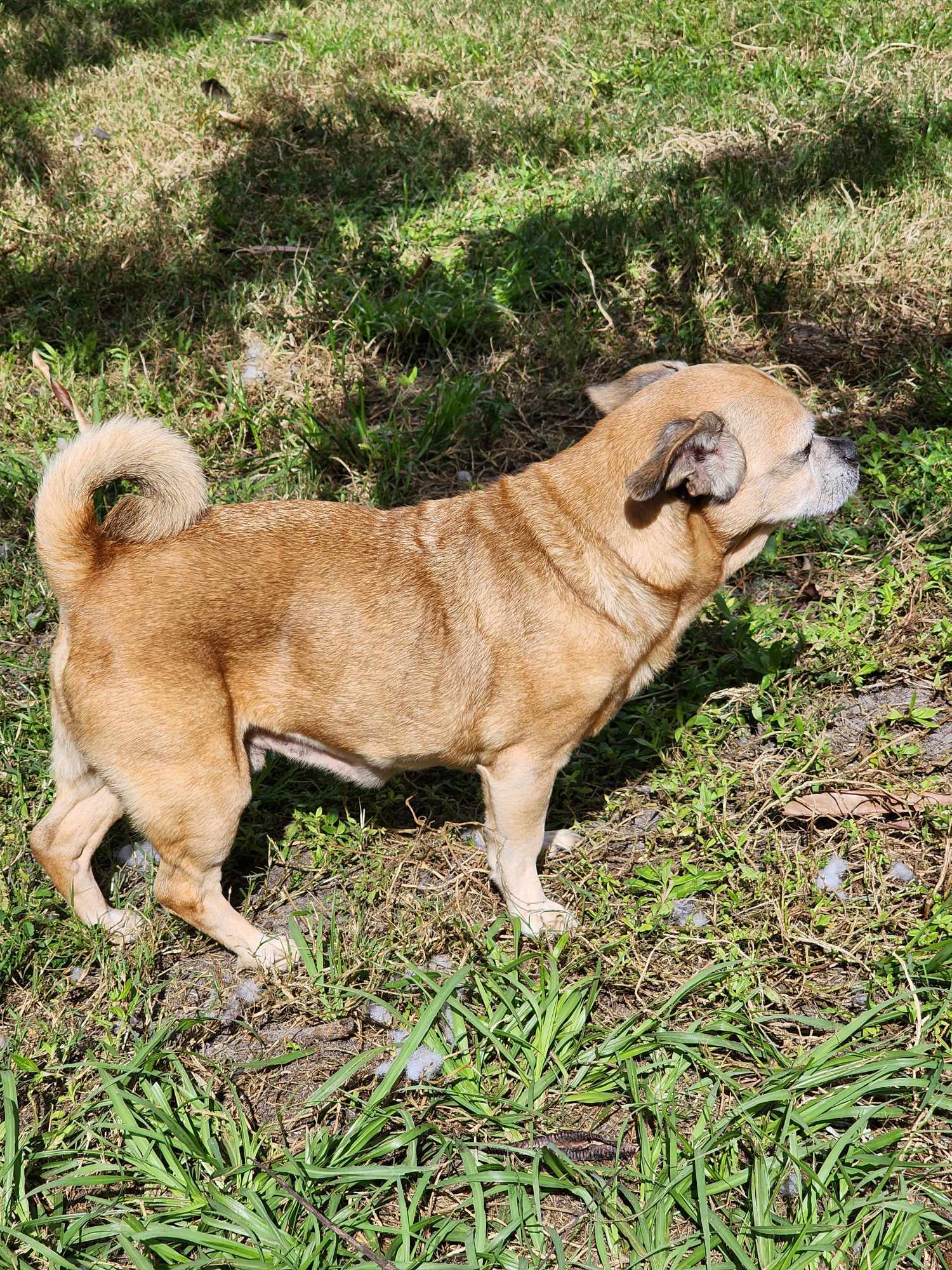 Mr. Peabody, an adoptable Puggle in Cape Coral, FL, 33914 | Photo Image 4
