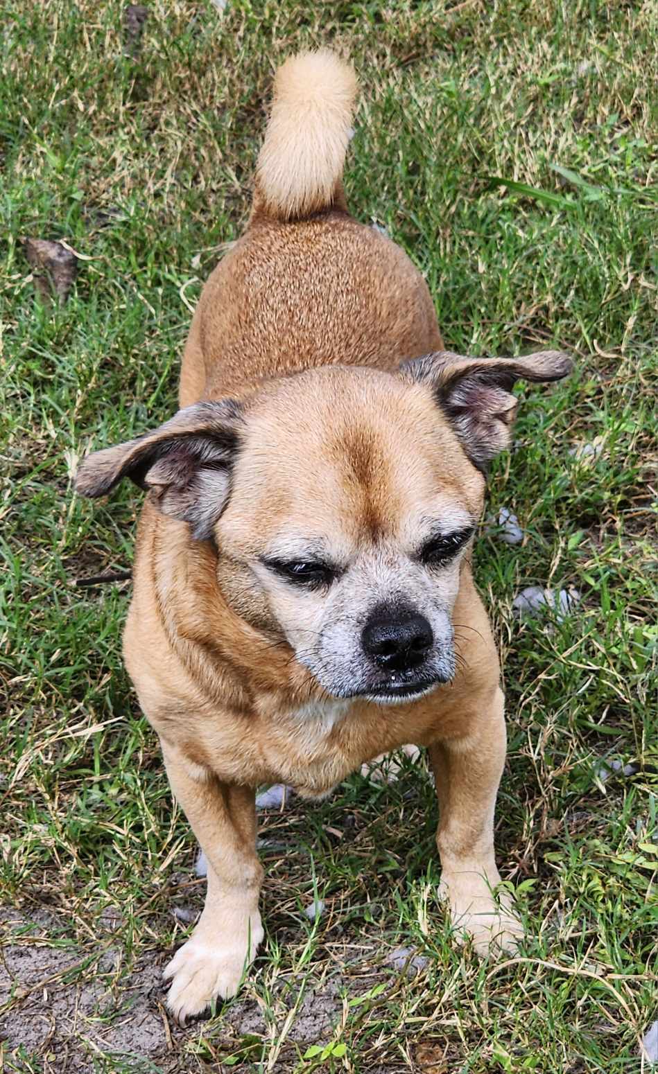 Mr. Peabody, an adoptable Puggle in Cape Coral, FL, 33914 | Photo Image 6