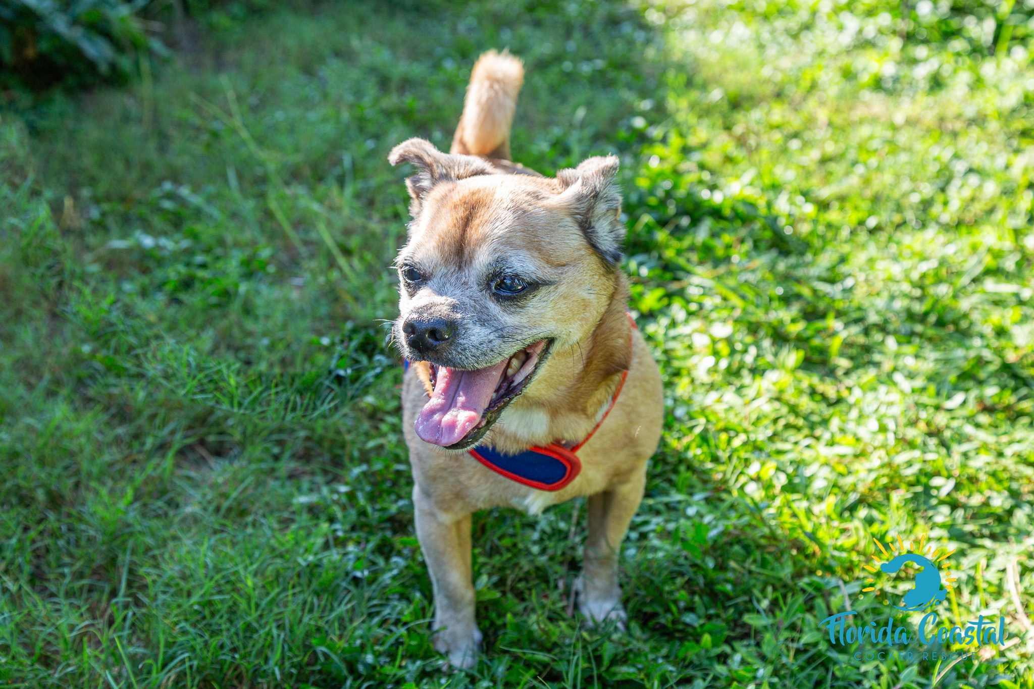 Mr. Peabody, an adoptable Puggle in Cape Coral, FL, 33914 | Photo Image 1
