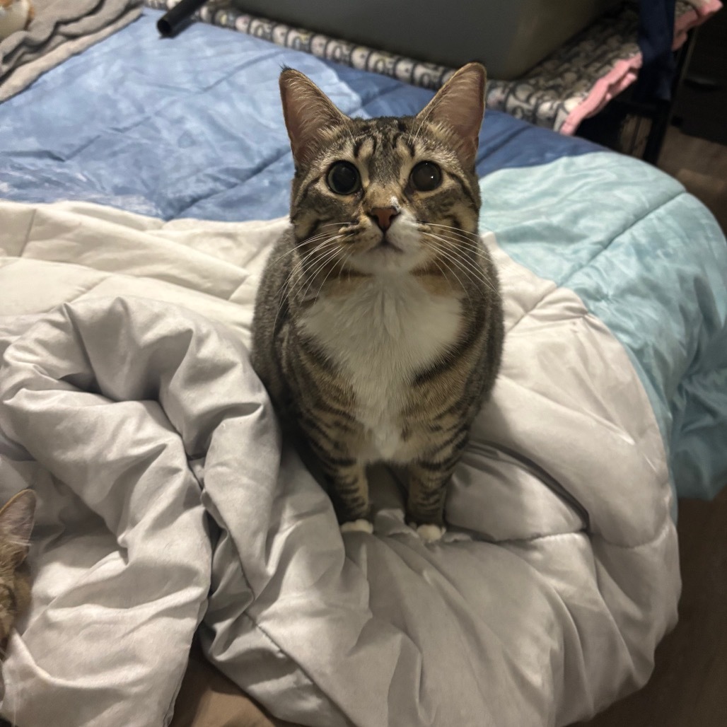 Winifred, an adoptable Domestic Short Hair in Hinesville, GA, 31313 | Photo Image 1