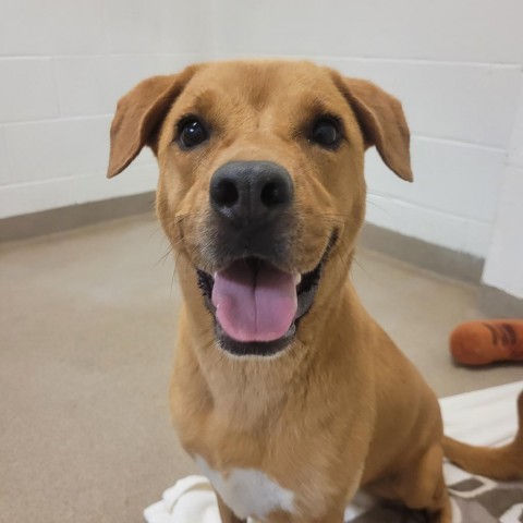 Dumpling, an adoptable Labrador Retriever in Corpus Christi, TX, 78415 | Photo Image 1