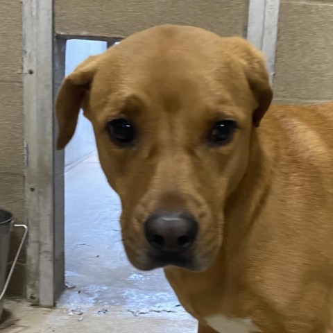 Dumpling, an adoptable Labrador Retriever in Corpus Christi, TX, 78415 | Photo Image 2