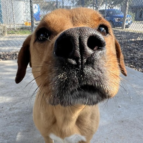 Dumpling, an adoptable Labrador Retriever in Corpus Christi, TX, 78415 | Photo Image 3