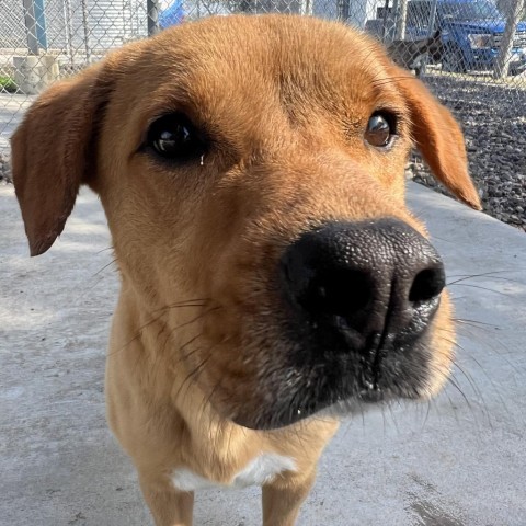 Dumpling, an adoptable Labrador Retriever in Corpus Christi, TX, 78415 | Photo Image 4