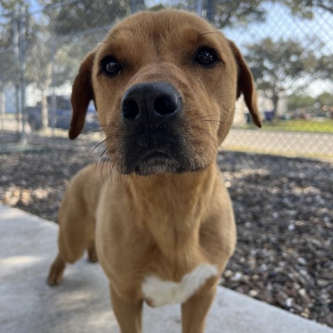 Dumpling, an adoptable Labrador Retriever in Corpus Christi, TX, 78415 | Photo Image 5