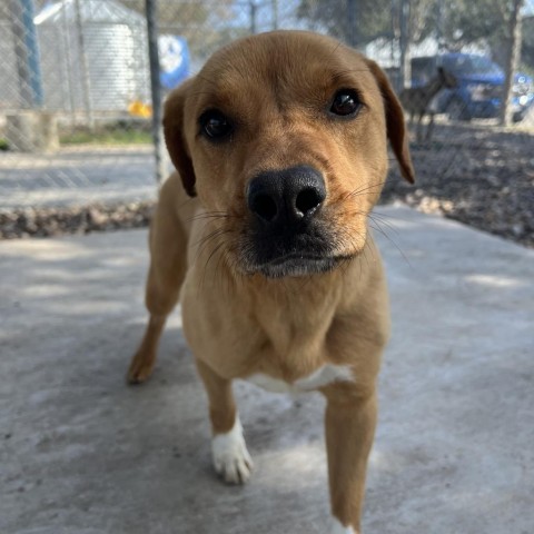 Dumpling, an adoptable Labrador Retriever in Corpus Christi, TX, 78415 | Photo Image 6