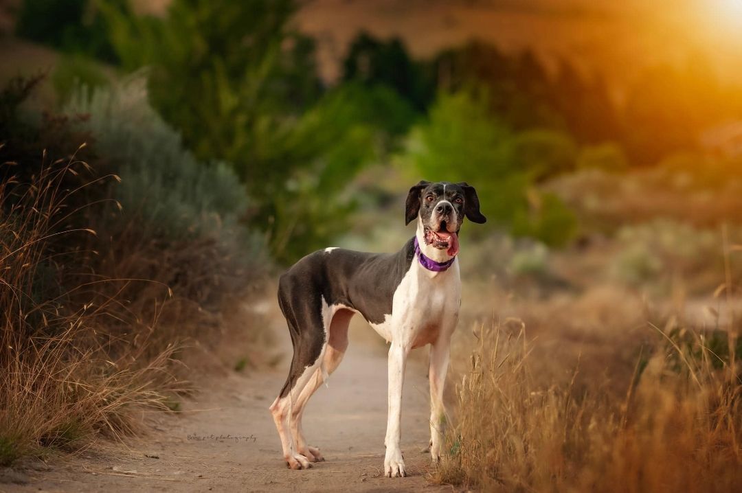 Aggie, an adoptable Great Dane in Boise, ID, 83706 | Photo Image 5