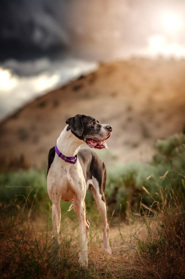 Aggie, an adoptable Great Dane in Boise, ID, 83706 | Photo Image 6