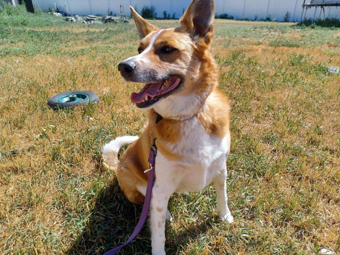 Roxy, an adoptable Corgi in Boise, ID, 83706 | Photo Image 1