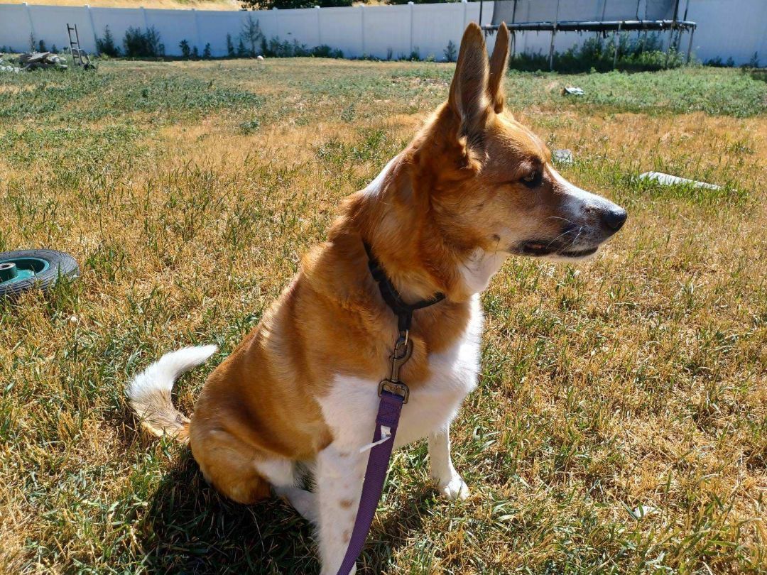Roxy, an adoptable Corgi in Boise, ID, 83706 | Photo Image 4