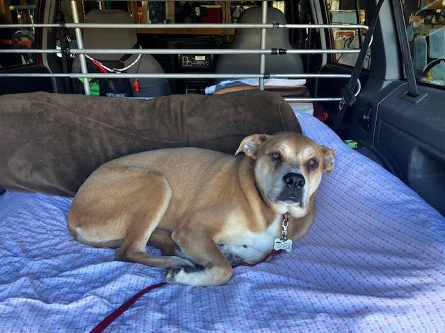 Lucy Lou, an adoptable Pit Bull Terrier, Yellow Labrador Retriever in Incline Village, NV, 89450 | Photo Image 3