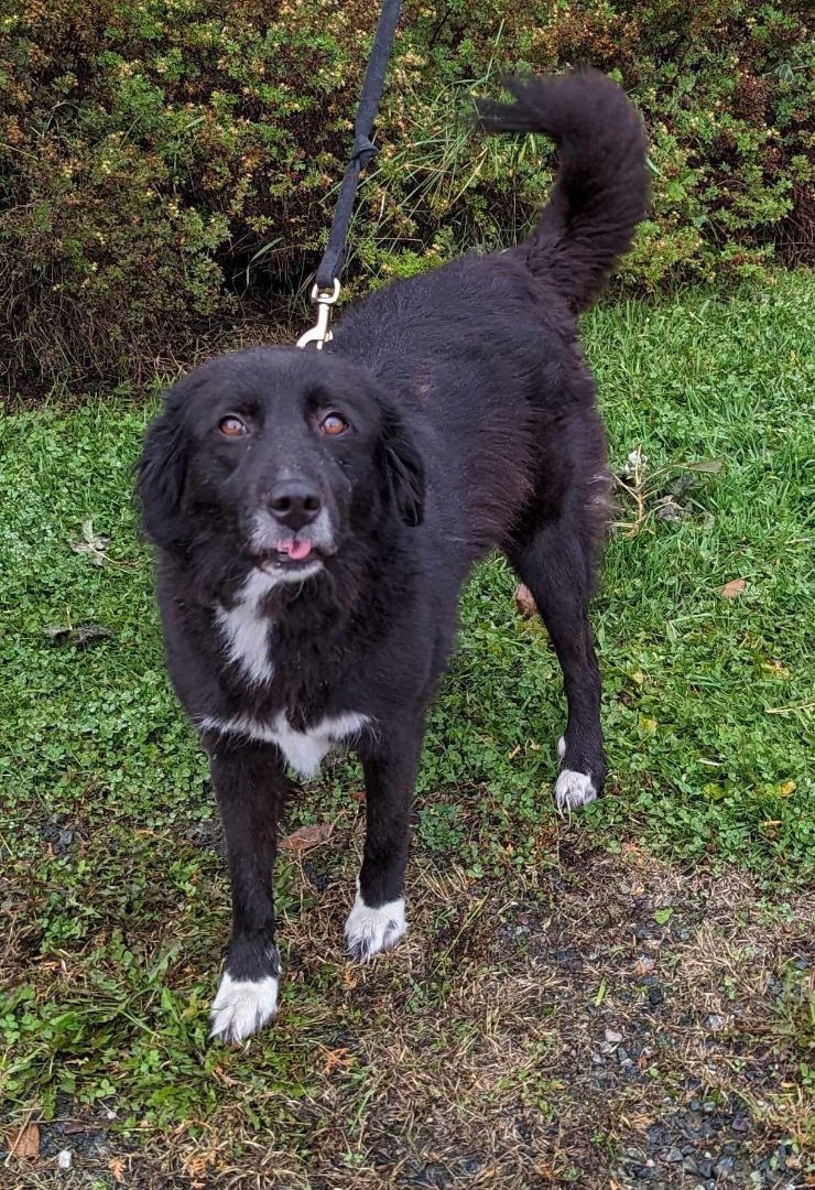 Legacy, an adoptable Border Collie in Neillsville, WI, 54456 | Photo Image 2