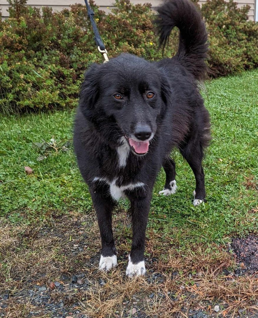 Legacy, an adoptable Border Collie in Neillsville, WI, 54456 | Photo Image 3