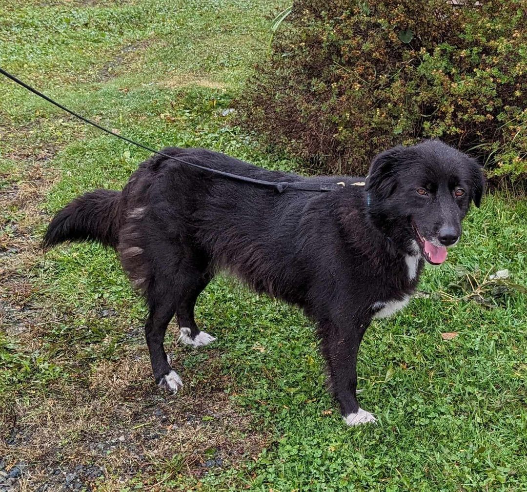 Legacy, an adoptable Border Collie in Neillsville, WI, 54456 | Photo Image 4