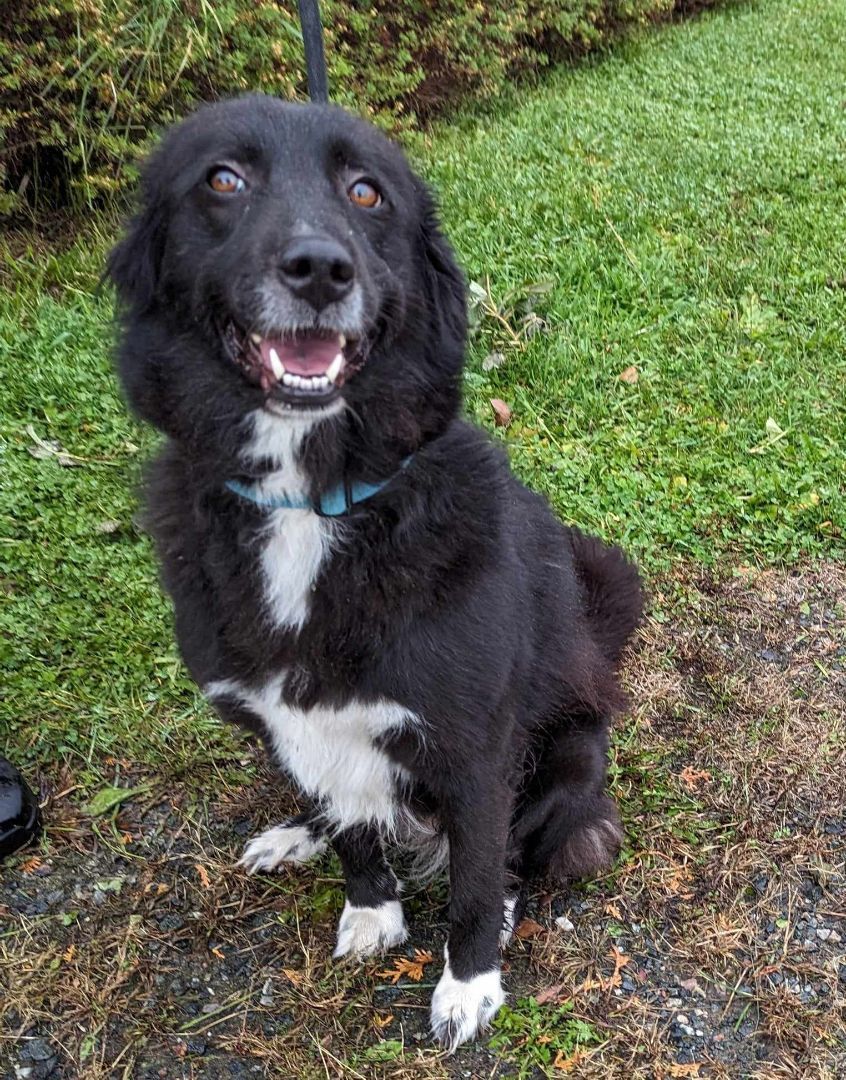 Legacy, an adoptable Border Collie in Neillsville, WI, 54456 | Photo Image 1