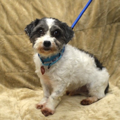 Ziggy, an adoptable Papillon, Poodle in Elk Grove Village, IL, 60009 | Photo Image 2
