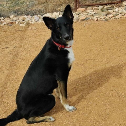 Charlie, an adoptable Border Collie, German Shepherd Dog in Prescott, AZ, 86304 | Photo Image 1