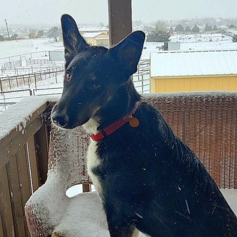 Charlie, an adoptable Border Collie, German Shepherd Dog in Prescott, AZ, 86304 | Photo Image 2