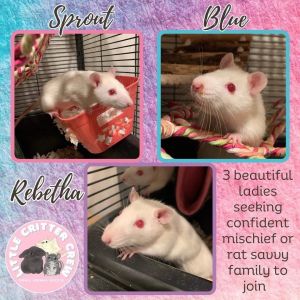 Rebetha, Blue and Sprout 