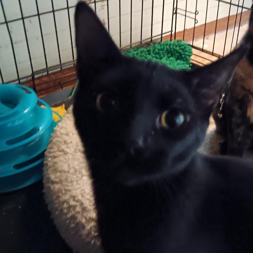 Cat for adoption - Anakin, a Domestic Short Hair in Bismarck, ND ...