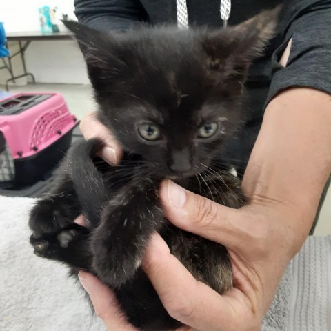 Anakin, an adoptable Domestic Short Hair in Bismarck, ND, 58507 | Photo Image 3