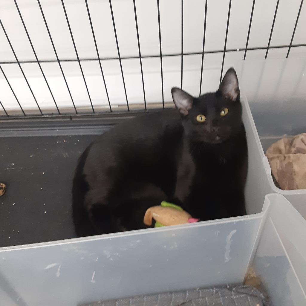 Spike, an adoptable Domestic Short Hair in Bismarck, ND, 58507 | Photo Image 1