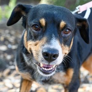 Dog for adoption - Hank, a Mixed Breed in Sarasota, FL