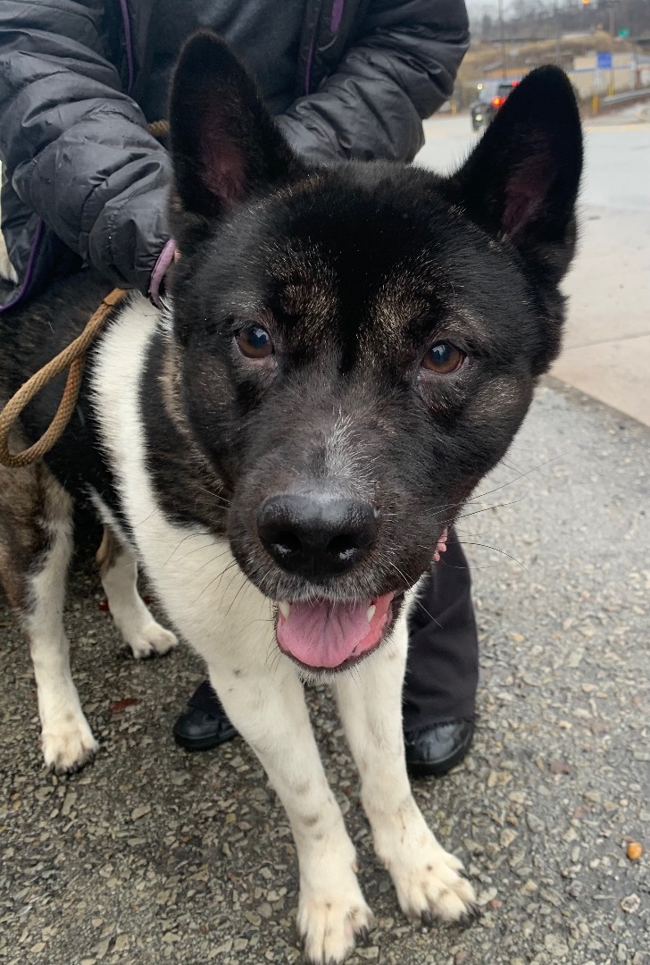 Petfinder akita hot sale