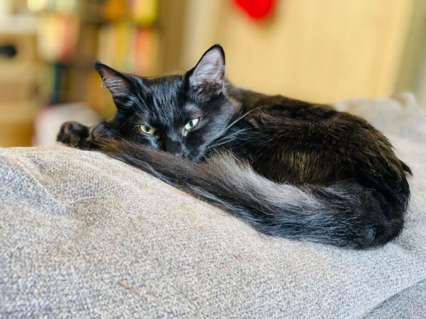 Cat for adoption - Graham Ashcraft, a Domestic Short Hair in