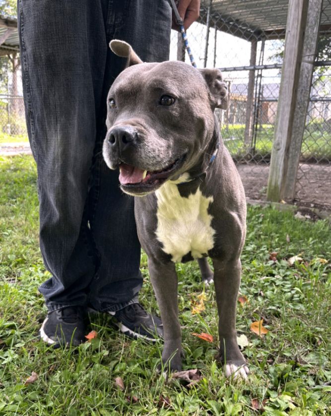 Dog for adoption Mace, an American Bulldog Mix in New Windsor, NY