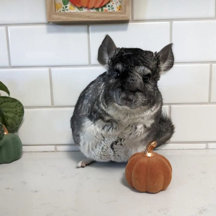 Petfinder chinchilla hot sale