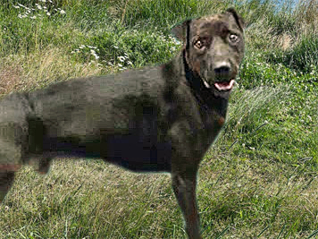 CHAUNCEY*, an adoptable Shar-Pei, Mixed Breed in Tucson, AZ, 85745 | Photo Image 1