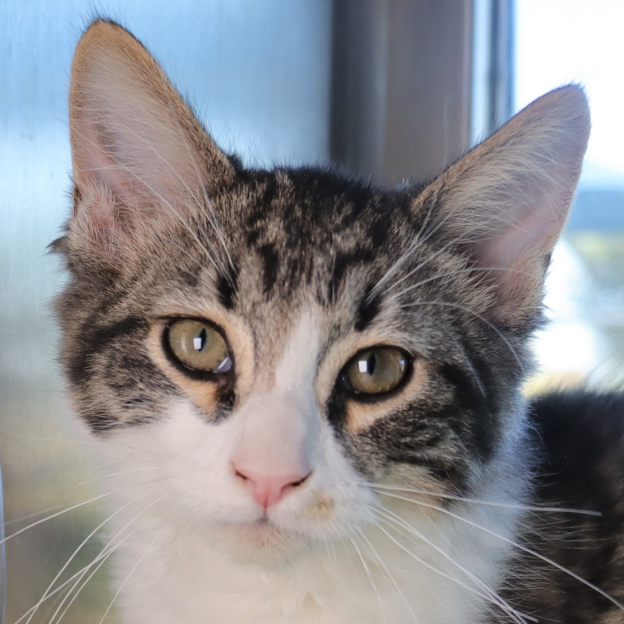 Pet Adoption Clovis Nm