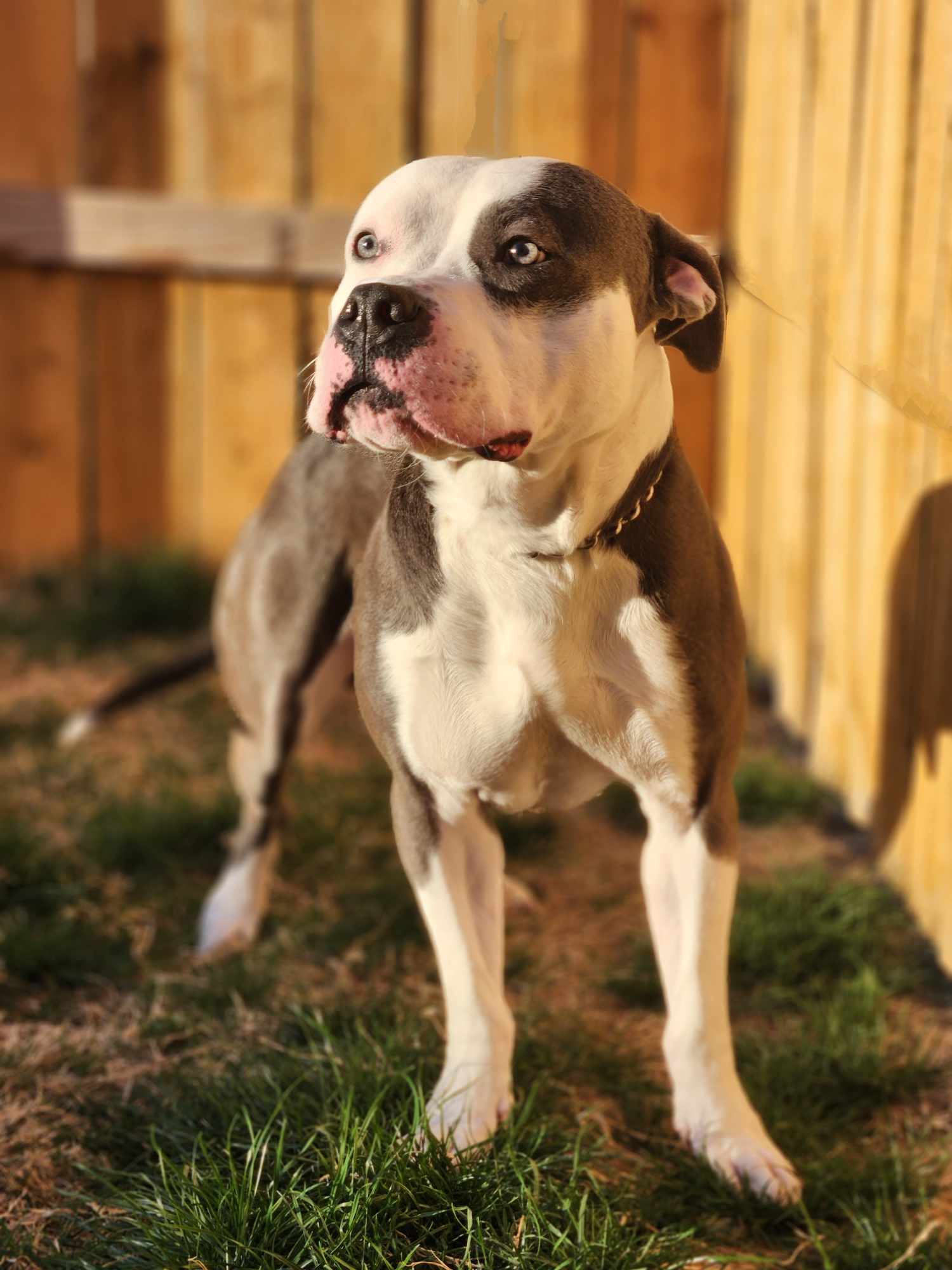 Maddock (Murdock), an adoptable Pit Bull Terrier in Arlee, MT, 59821 | Photo Image 2