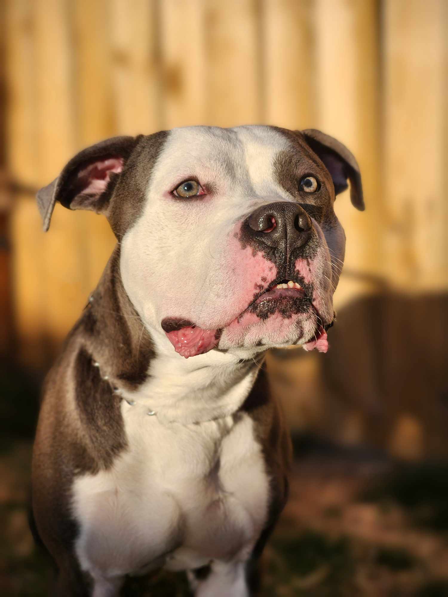 Maddock (Murdock), an adoptable Pit Bull Terrier in Arlee, MT, 59821 | Photo Image 3