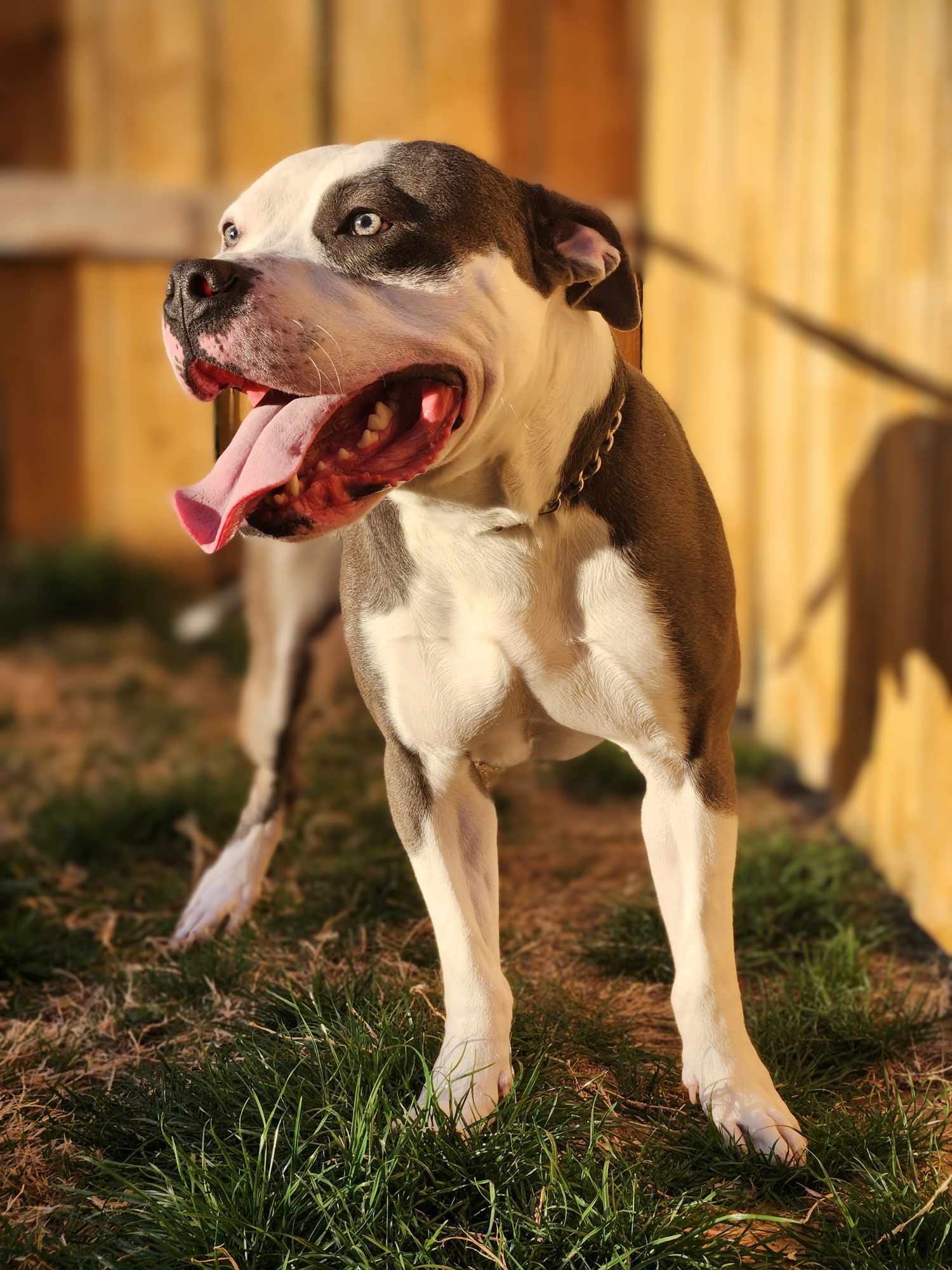 Maddock (Murdock), an adoptable Pit Bull Terrier in Arlee, MT, 59821 | Photo Image 6
