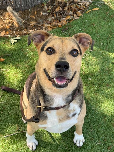 BUSTER BROWN, an adoptable Mixed Breed in Palmetto, FL, 34221 | Photo Image 1