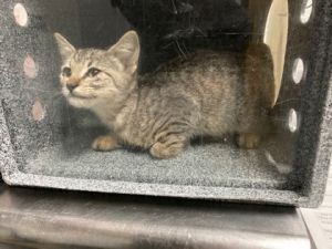 Cat for adoption - Graham Ashcraft, a Domestic Short Hair in