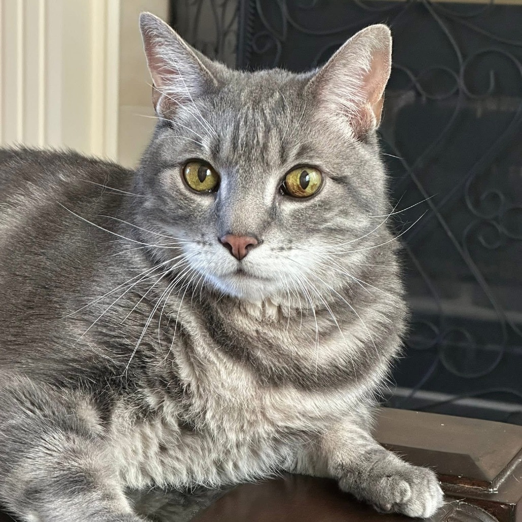Damien, an adoptable Domestic Medium Hair in Spring Hill, KS, 66083 | Photo Image 1