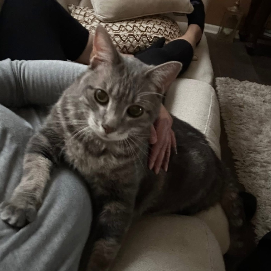 Damien, an adoptable Domestic Medium Hair in Spring Hill, KS, 66083 | Photo Image 1