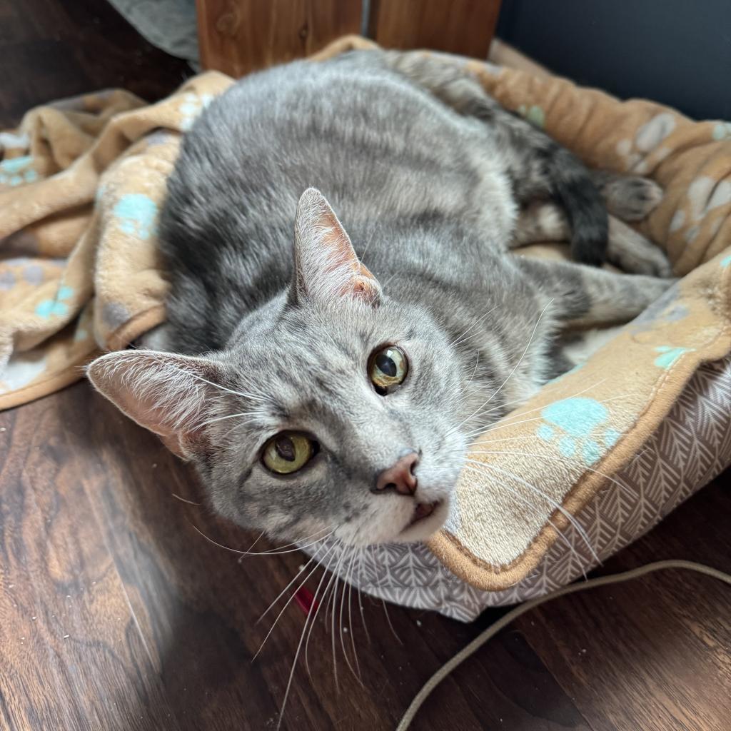 Damien, an adoptable Domestic Medium Hair in Spring Hill, KS, 66083 | Photo Image 2