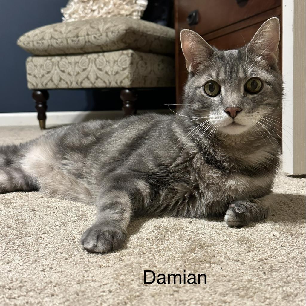Damien, an adoptable Domestic Medium Hair in Spring Hill, KS, 66083 | Photo Image 3