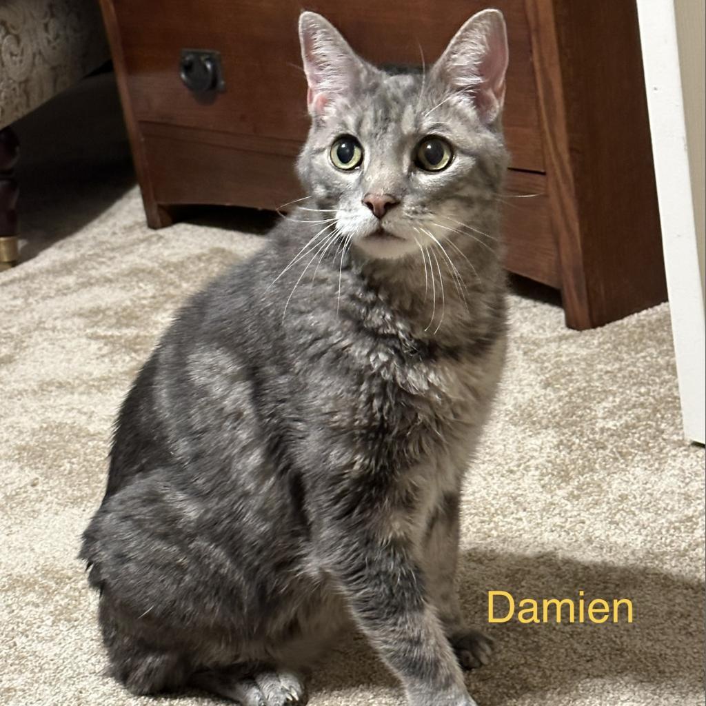 Damien, an adoptable Domestic Medium Hair in Spring Hill, KS, 66083 | Photo Image 4