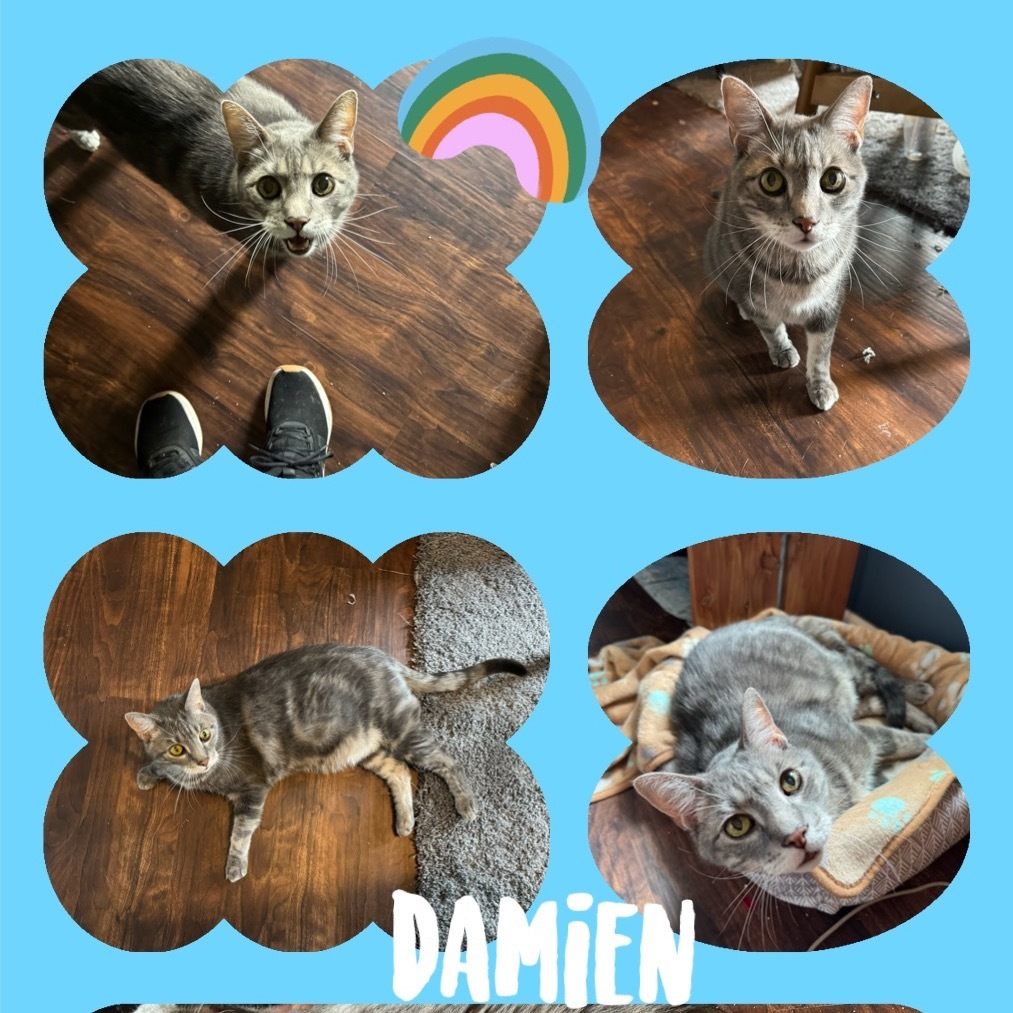 Damien, an adoptable Domestic Medium Hair in Spring Hill, KS, 66083 | Photo Image 5