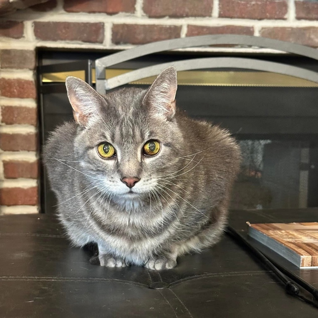 Damien, an adoptable Domestic Medium Hair in Spring Hill, KS, 66083 | Photo Image 6