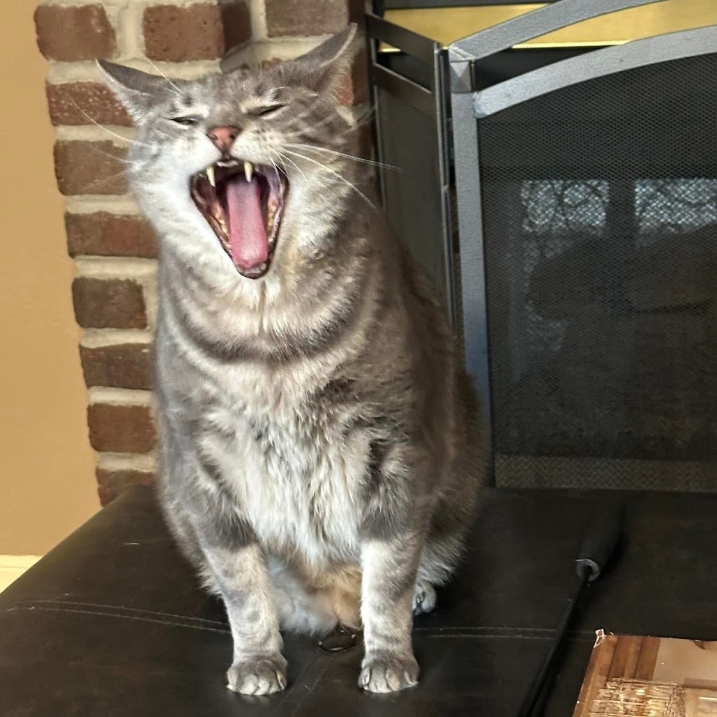 Damien, an adoptable Domestic Medium Hair in Spring Hill, KS, 66083 | Photo Image 6